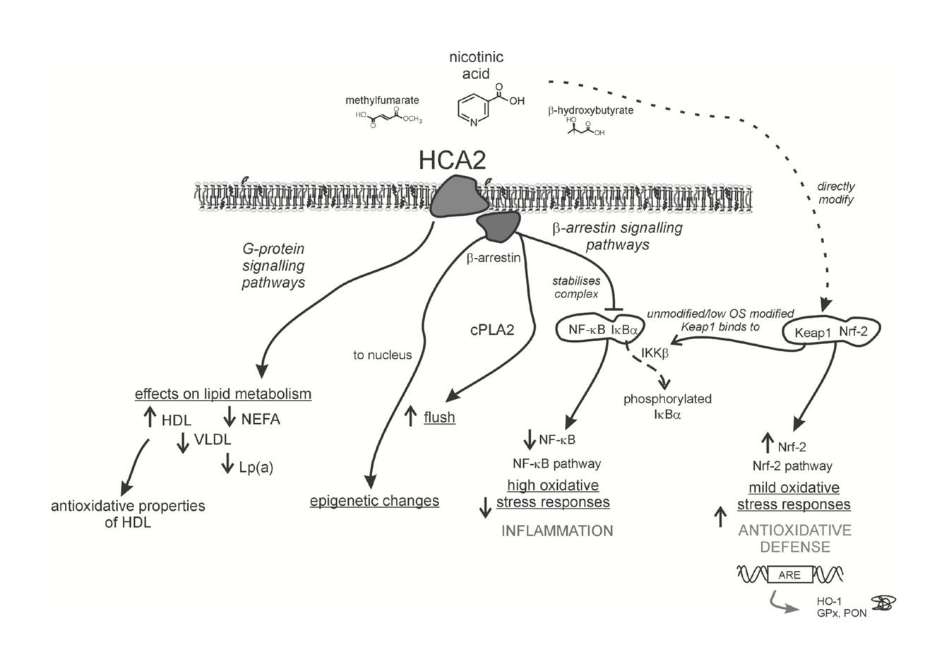 GPR109A (HCA2) を介する Niacin の多面的作用 — G-protein・β-arrestin signaling、HDL/VLDL/Lp(a) 影響、NF-κB / Nrf2 / IκBα 経路、酸化ストレス調節