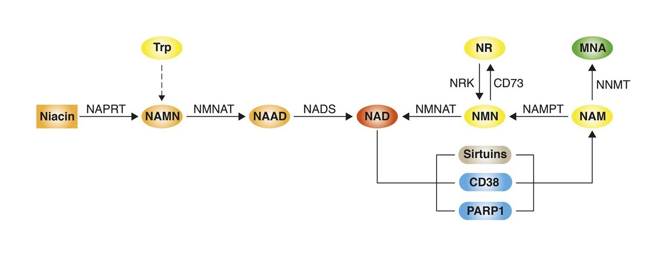 NAD+ 生成経路 — Niacin → NAPRT → NAMN → NMNAT → NAAD → NADS → NAD+。Sirtuins・CD38・PARP1 活性化に連結