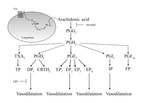 ナイアシンによる末梢血管拡張メカニズム — GPR109A → cAMP → Arachidonic acid → PGD2/PGE2 → 血管拡張の経路図