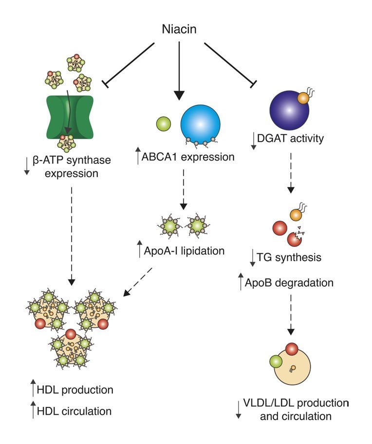 ナイアシンが β-ATP synthase 抑制、ABCA1 発現上昇、ApoA-I lipidation、HDL産生・循環に関与し、DGAT・TG・ApoB を調整する機序図